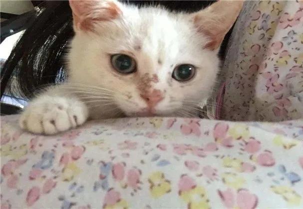 铲屎官用什么治猫癣,铲屎官长猫癣涂什么药膏