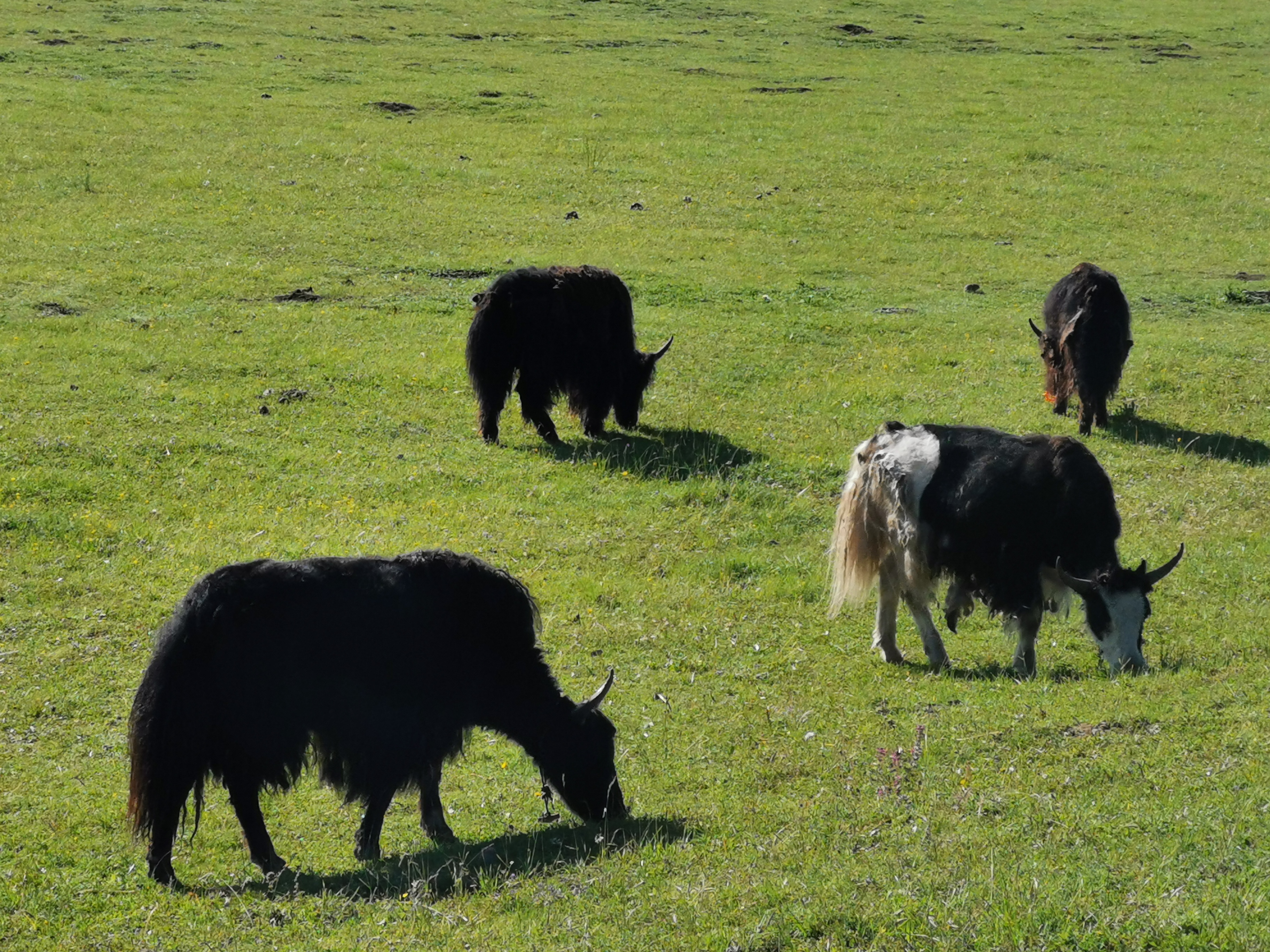 自驾游六——四川黄龙景区随笔