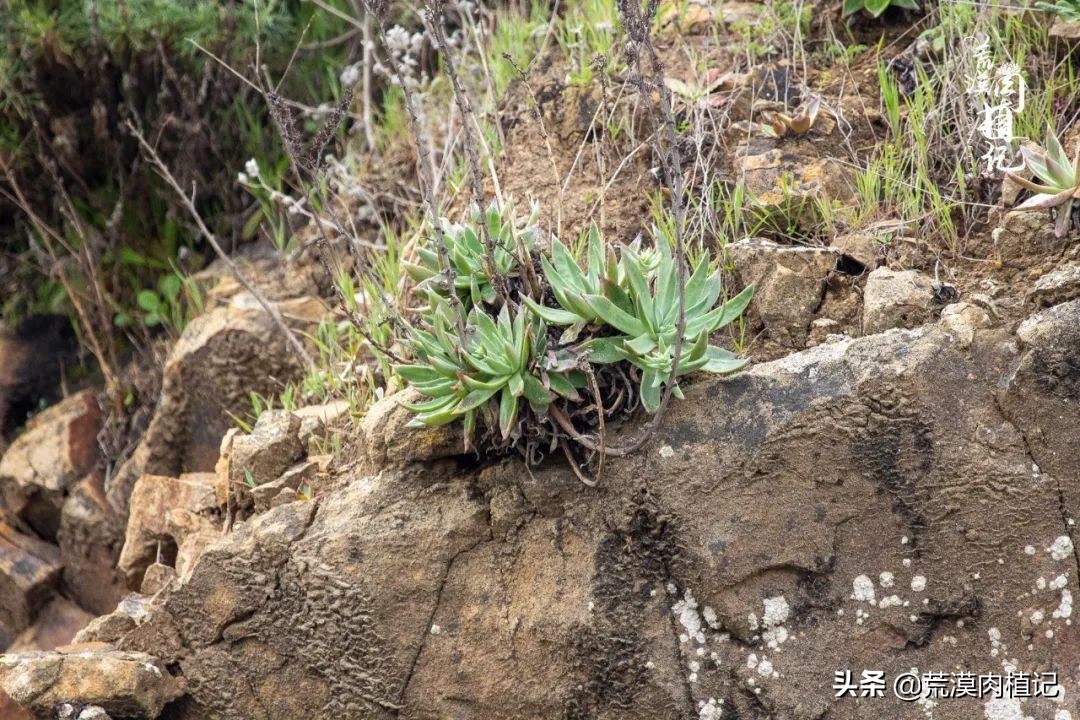 美国加州海岸仙女杯,美国仙女杯