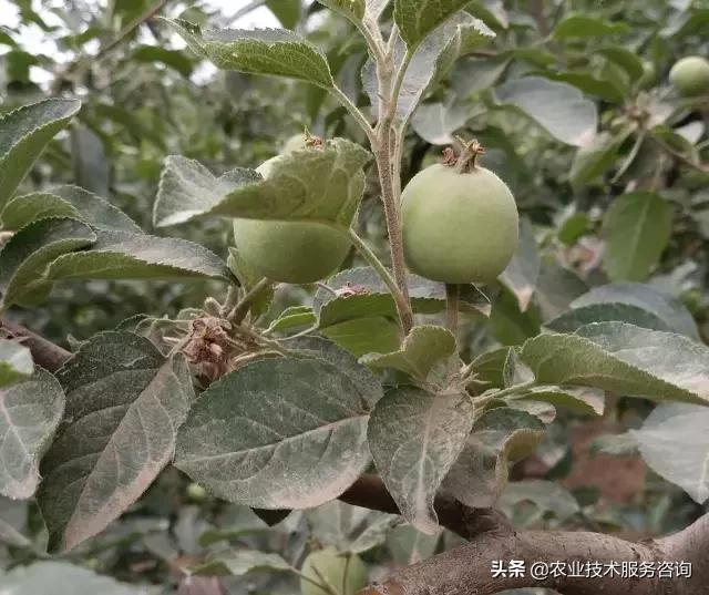 苹果膜袋快速套袋法,苹果套袋视频教程大全