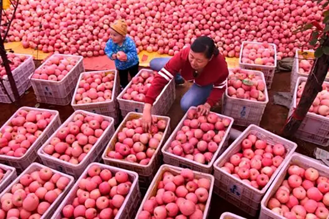 苹果冰糖心其实是苹果的一种病害,糖心苹果是病苹果吗