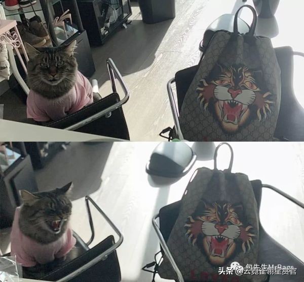 非常好看的宠物包,大家的包都带什么玩偶