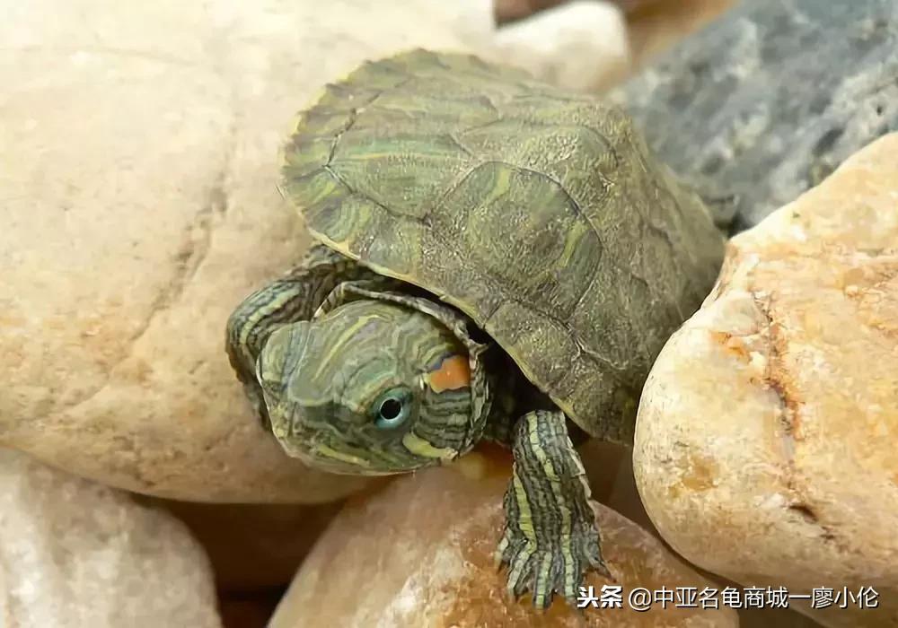 关于巴西龟的养龟小知识,养龟都是从巴西龟开始吗