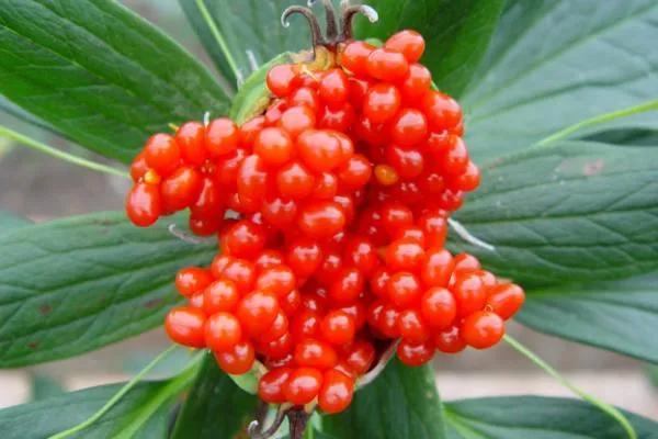 重楼中药材种植业前景分析,种重楼药材的前景如何