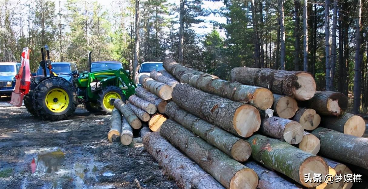马达加斯加真土豪，红木多得像白菜，做米缸要用紫檀木