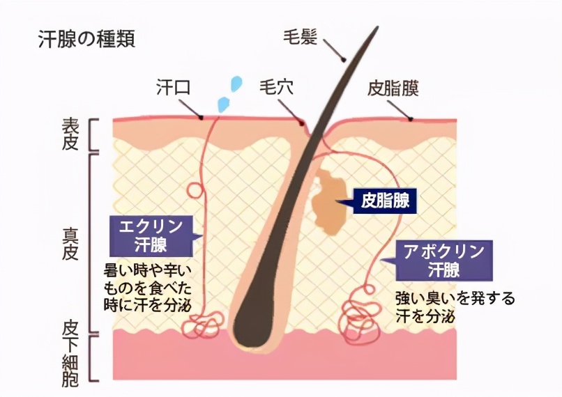 皮肤油毛孔粗大,油痘肌黑头毛孔粗大