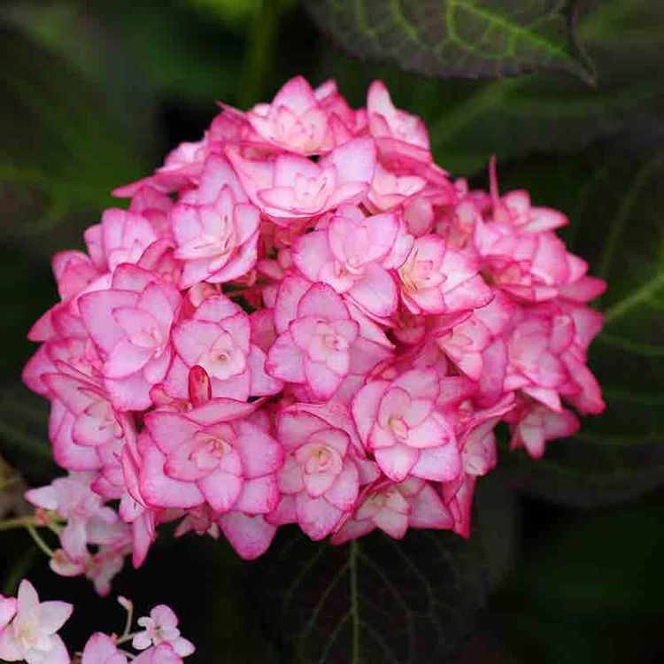 纱织小姐绣球属于哪种绣球,纱织小姐绣球和美杜莎绣球区别