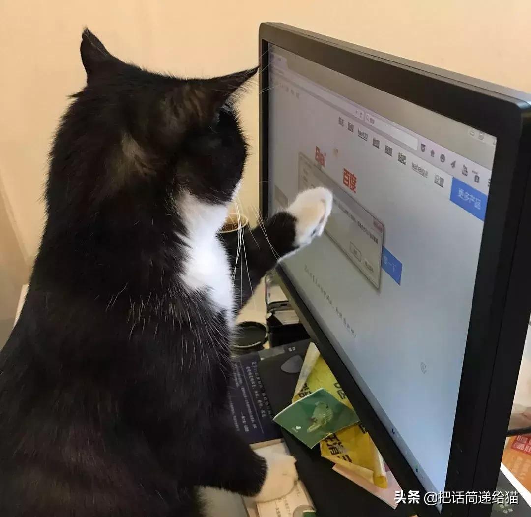 猫故事集,猫故事完整版