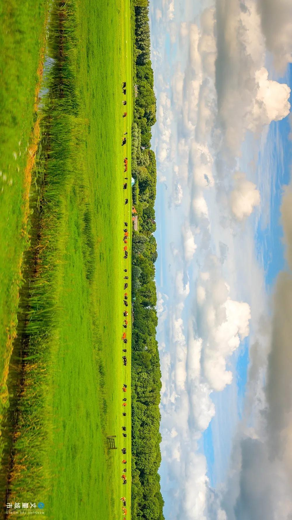 5.16国际牛奶日,每天一杯牛奶强壮中国人