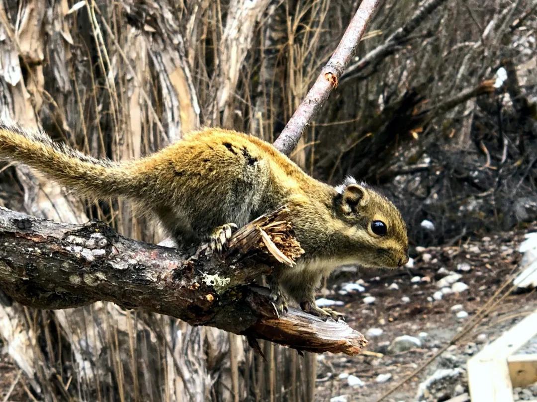 稻城亚丁春天视频,稻城亚丁春天风景