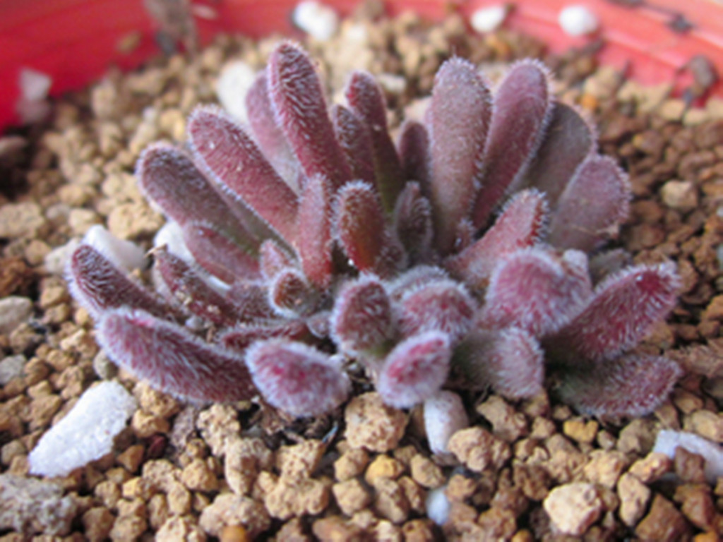 多肉掉叶子了怎么补救,多肉掉叶子怎么挽救