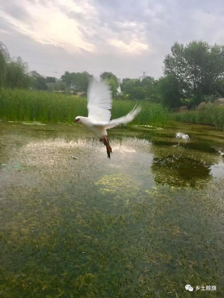 赊店鸽事之四鸽王末路