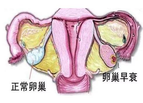 享生课堂：别想了，促排药物不是你想的那样