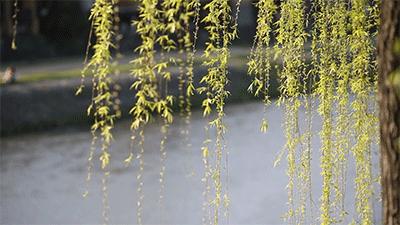 诸师唱和璐瑶七律春柳