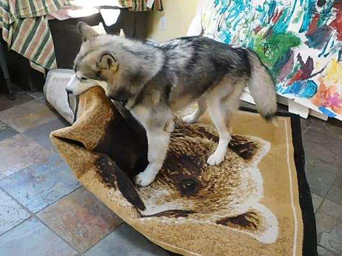 论哈士奇能有多聪明,哈士奇的智商和训犬师