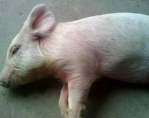 猪张嘴喘气叫声嘶哑怎么治疗,猪呼吸急促喘气是啥病