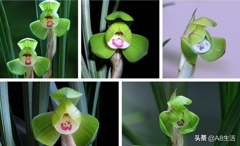 春兰名品兰花,春兰兰花名品图鉴