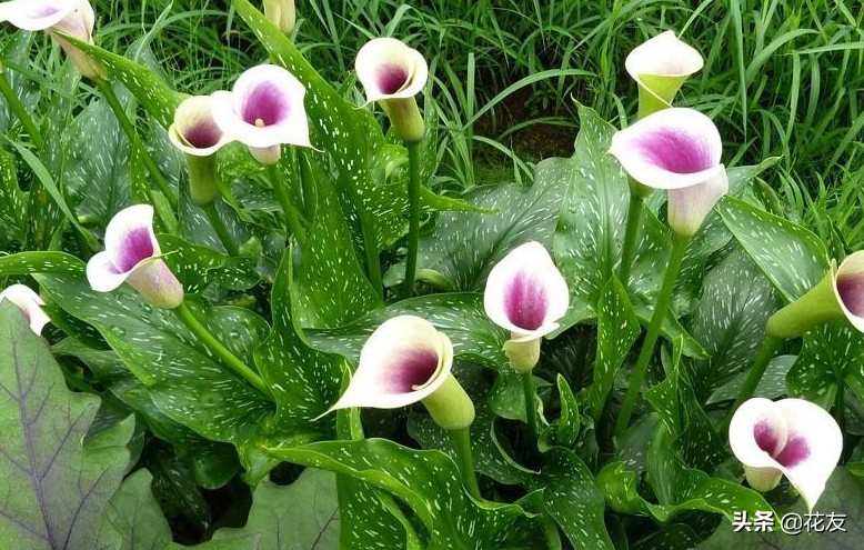 毕加索马蹄莲复花,彩色马蹄莲花后怎么养护