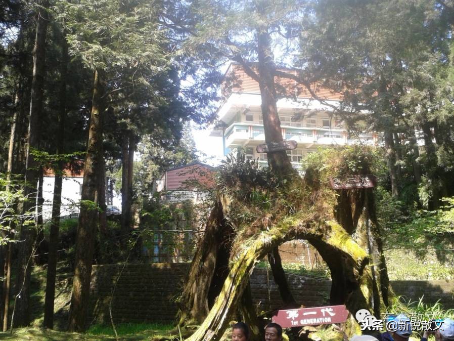 日本侵略台湾时，几乎把桧木一伐而光，这36棵神木为何能留存下来