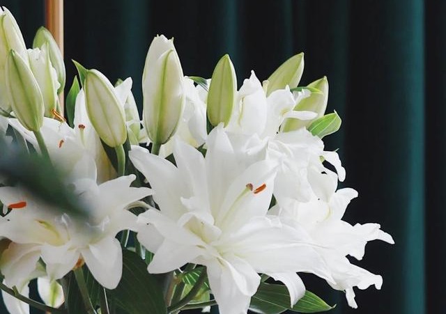 蓝色花花花语,花语是我喜欢你的花