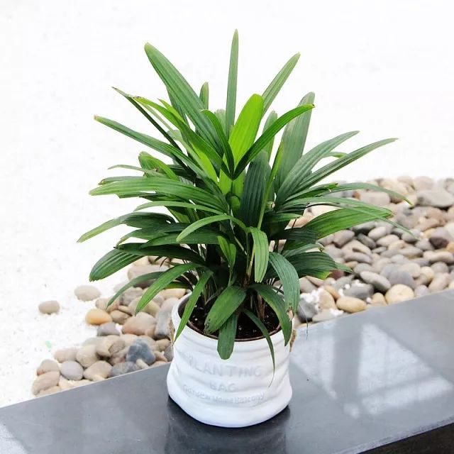 棕竹在阳光下能养吗,室内怎么养棕竹