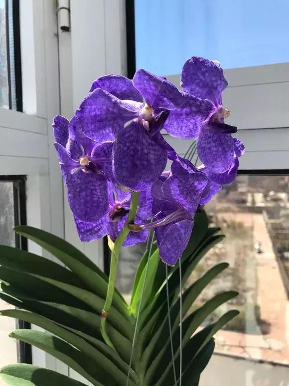 最好养爱开花的兰花,四季能开花的兰花有哪些