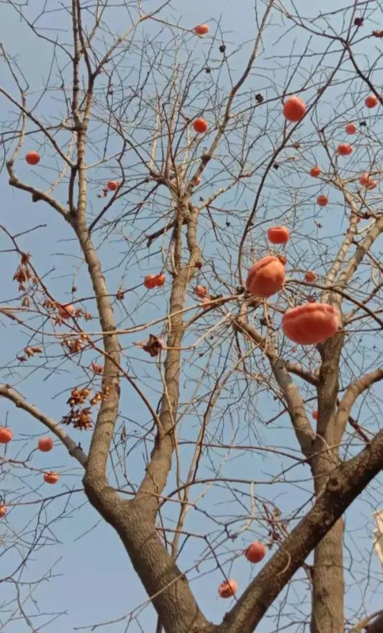 树上的柿子为什么要采摘,摘柿子为什么要留一个