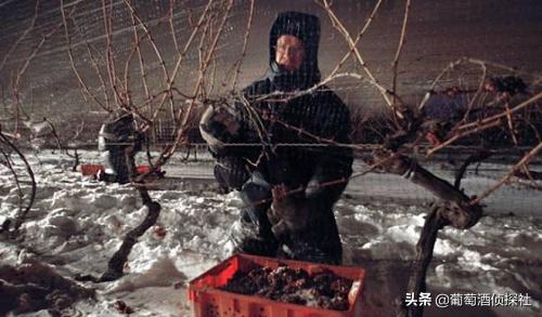 加拿大最好的冰酒,关于冰酒的100个知识