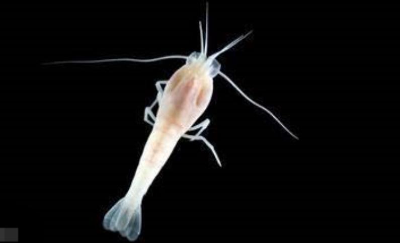 这只煮不熟的虾，生猛高能，竟难倒一众神厨