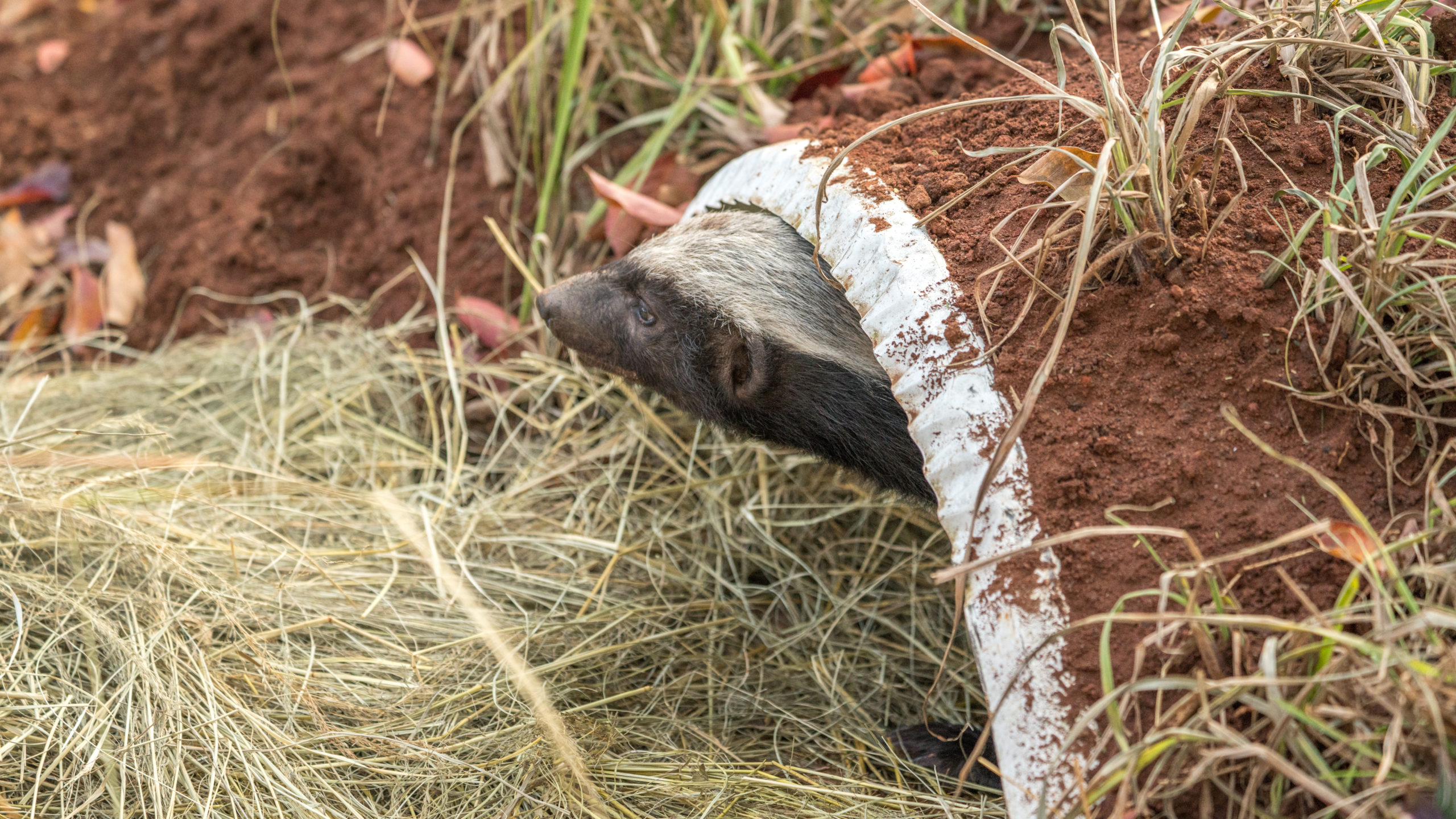 平头哥蜜獾抢蜂巢,平头哥蜜獾被动物咬死
