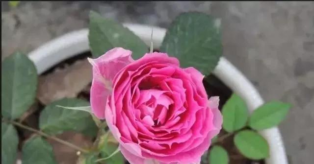 每天学习一点点花卉,100种常见玫瑰品种