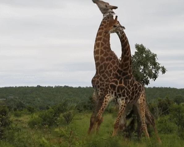 长颈鹿的繁殖过程有多奇特,长颈鹿的繁殖系统怎么样