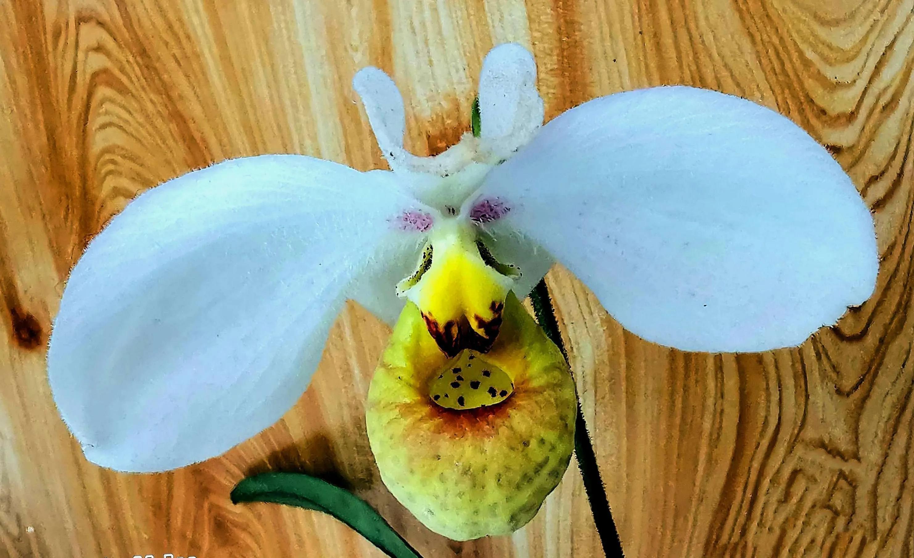 兰花高洁的古诗,高洁典雅的兰花壁纸