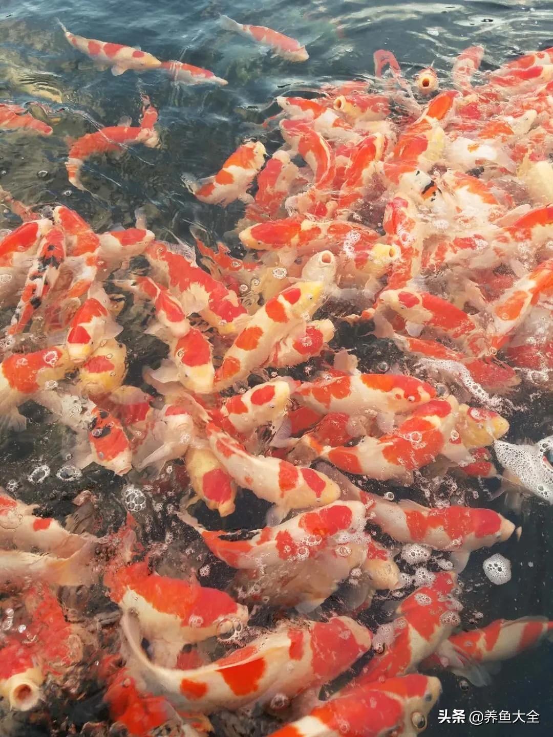 新手养的锦鲤不吃食,锦鲤不养了怎么处理掉