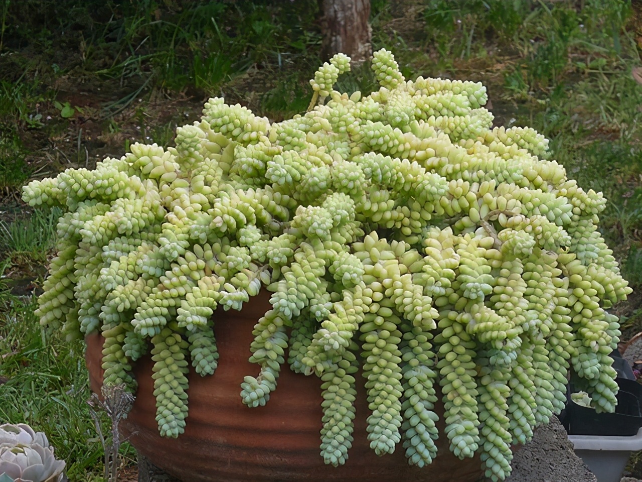 多肉叶片的灰尘怎样处理,怎么清理多肉灰尘视频讲解