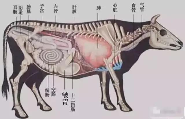 牛病治疗大全书籍,牛病治疗大全视频