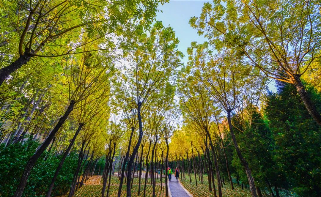 夏日好去处济南森林公园,济南森林公园雪景