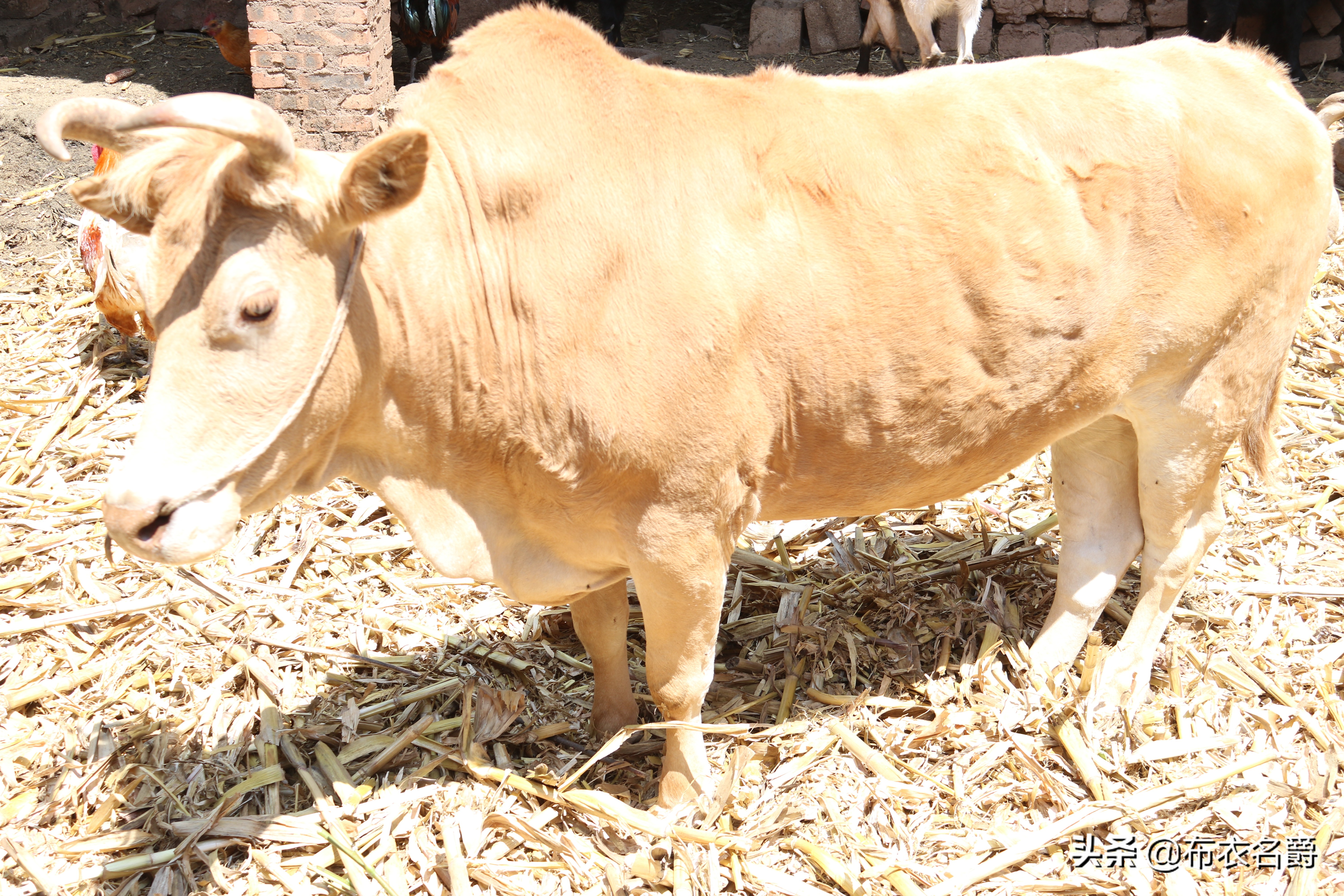 兽医牛病实用手册,犊牛腹泻体虚治疗方法