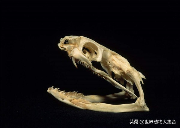 野外遇到眼镜王蛇怎能避让,森林王蛇和眼镜王蛇哪个厉害