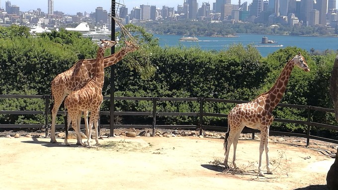 悉尼塔龙加动物园游玩攻略,悉尼塔龙嘉动物园游记