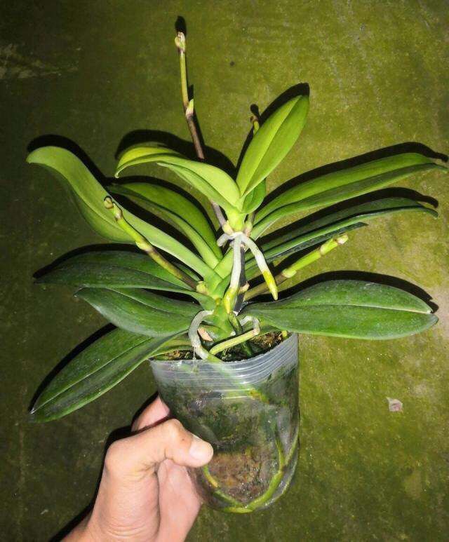 养蝴蝶兰记住这几点,养蝴蝶兰花有什么技巧