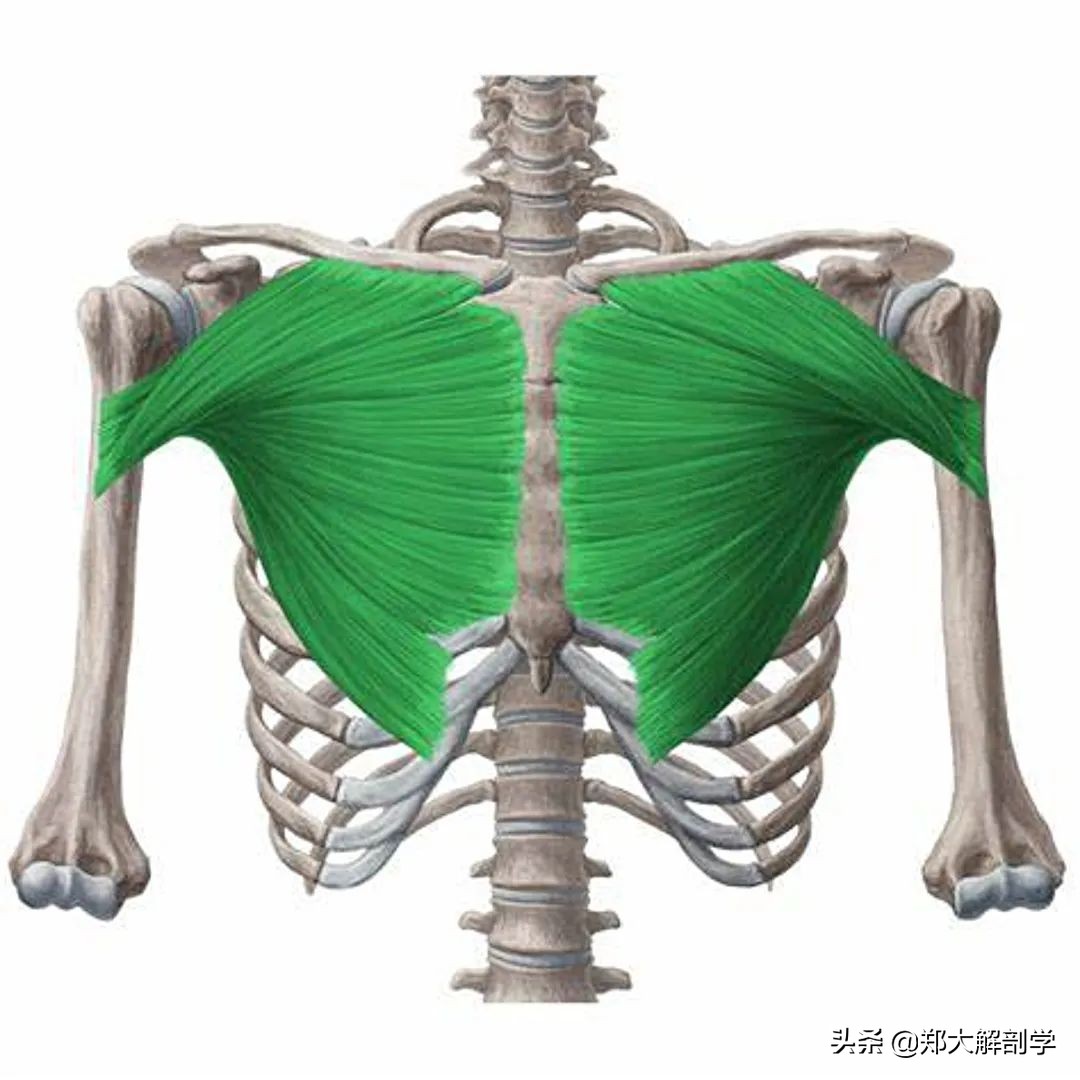 肩关节水平屈可以锻炼胸大肌吗,肩关节运动锻炼胸大肌