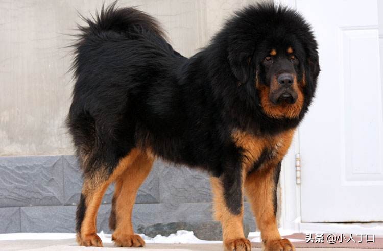 科普30种比较出名的宠物狗,公认最好养的十种宠物狗
