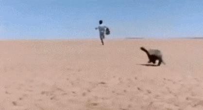 蜜獾吃毒蛇像吃辣条,蜜獾平头哥大战狮子