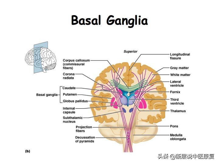 中枢神经系统断层解剖讲解,中枢神经3d解剖动画