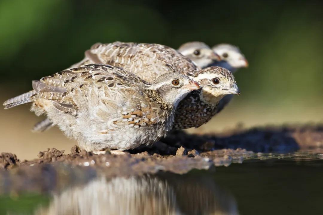 今日清明的表情,今日清明共寄哀思