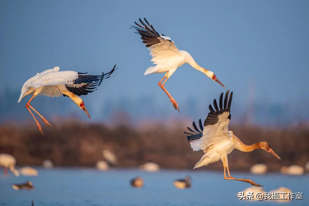 第16届国际摄影艺术展获奖作品,第29届全国摄影艺术展览作品集