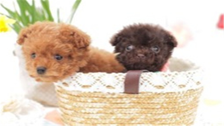 怎么养贵宾犬的方法大全,贵宾犬怎么养最好