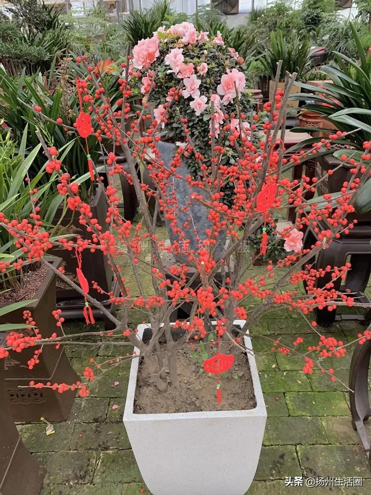 2元花盆批发,2元左右的花盆