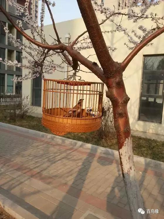 百灵鸟为什么会蹦跳,百灵鸟倒毛怎么办